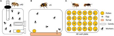 Variations in Nutritional Requirements Across Bee Species